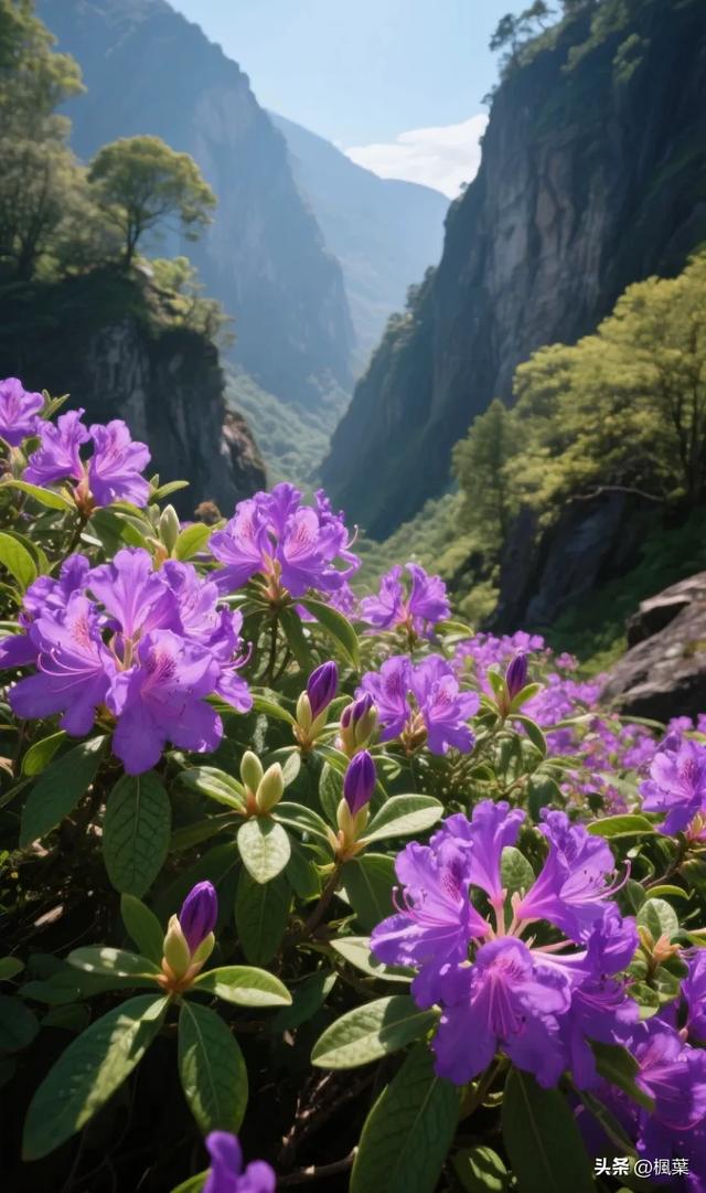 紫色杜鹃花盛开，山谷里独特的风景。