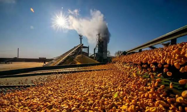玉米全面涨价，而且越涨越起劲儿！2025年7月30日玉米价格报价
