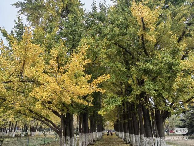 重阳节，在临沂这样过——9.9元景区特惠、赏菊、登高、祈福……