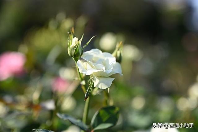 40mm镜头是什么样的？与35mm、50mm镜头有何区别？
