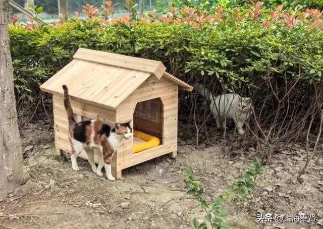 从“流浪无依”到“宠爱有道”，金海街道这个社区有“喵”招→