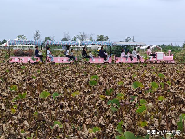 云梦仙境花开十月花雾醉游人