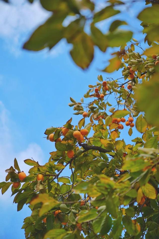 临沂秋日免费打卡全攻略 | 这10个宝藏地遛娃拍照绝了！