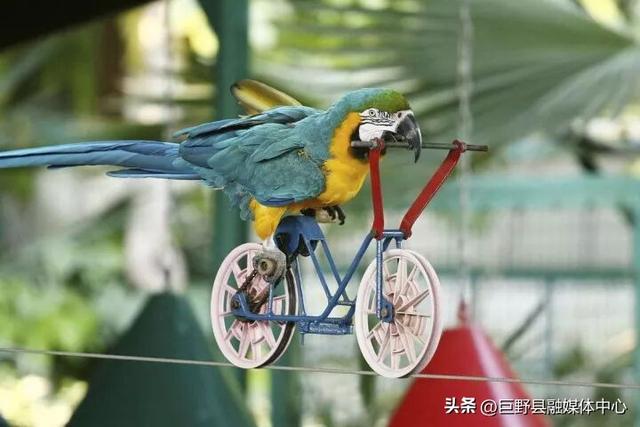 定了！国庆开园！门票免费送！菏泽白虎山动物园10月1日强势回归！