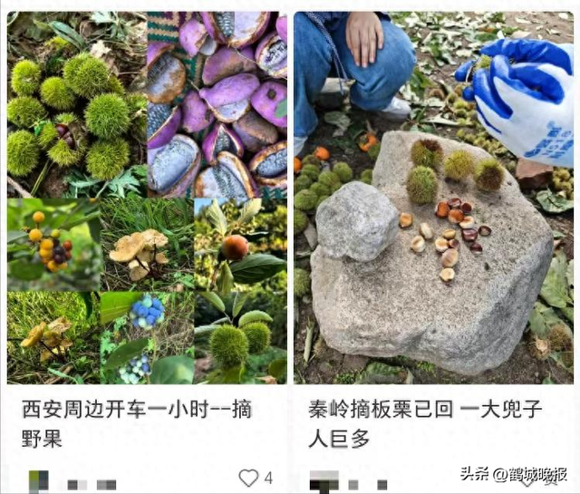 游客秦岭“捡秋”采摘大量野生板栗被指破坏环境，当地环保部门呼吁“适度采集”
