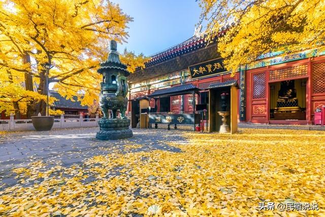 11月一定要收藏一份全国银杏观赏地图