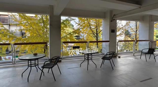 出片率100%！上海人都在找这个“限定露台”！这条“银杏大道”好拍又好吃！