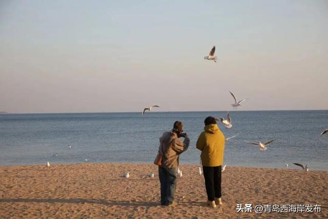 “鸥”耶！西海岸来了一批“老朋友”！