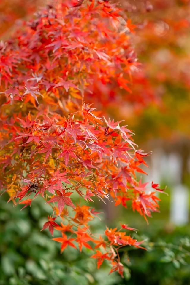 西安周末好去处——初冬8处宝藏公园免费又好玩！