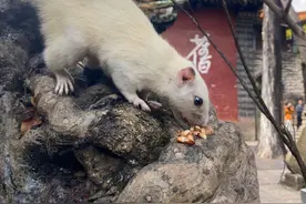 稀奇！这只白色“小松xǔ”身世解开了，你见过吗？图片