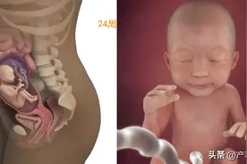 怀孕六个月的胎儿大小及生长发育情况。图片