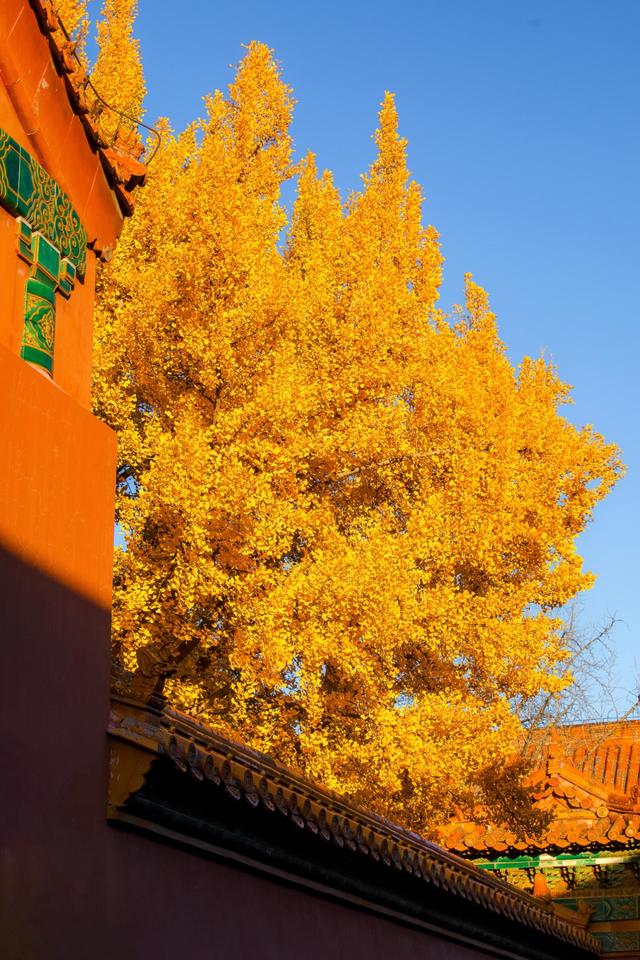 曾经是故宫最冷门的宫殿，而如今因为秋天的银杏，让这里充满生机