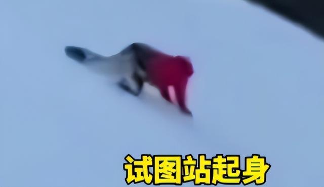 党岭高反女孩获救，母亲透露后果堪忧，她的遭遇给所有人提了个醒