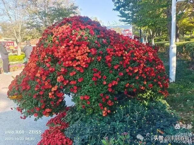 菊绽秋阳里,暗香绕中山|申艳娟