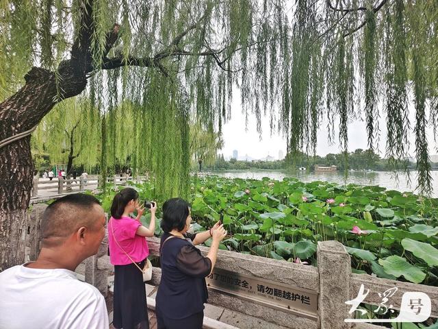 明湖垂柳曼妙多姿 游人如织景致如画