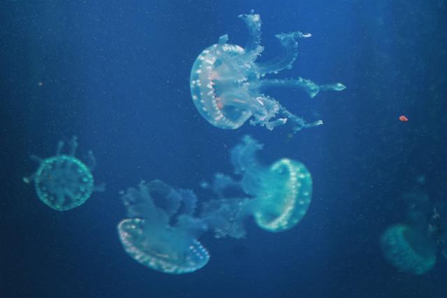 郑州海昌海洋公园，穿越梦幻海底世界，是夏季避暑遛娃的好去处
