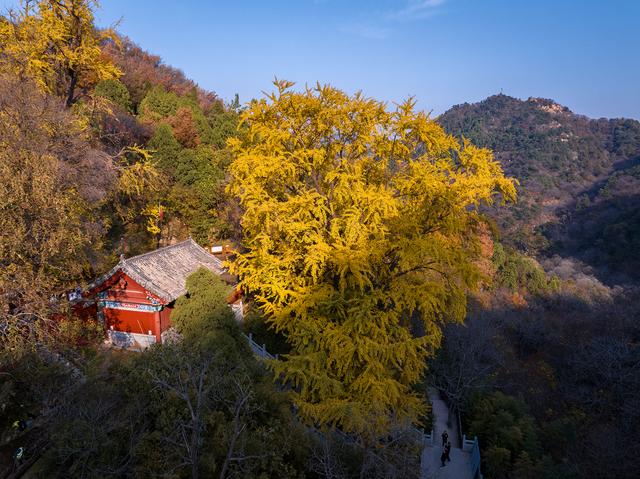 初冬玉泉寺金叶飘飘