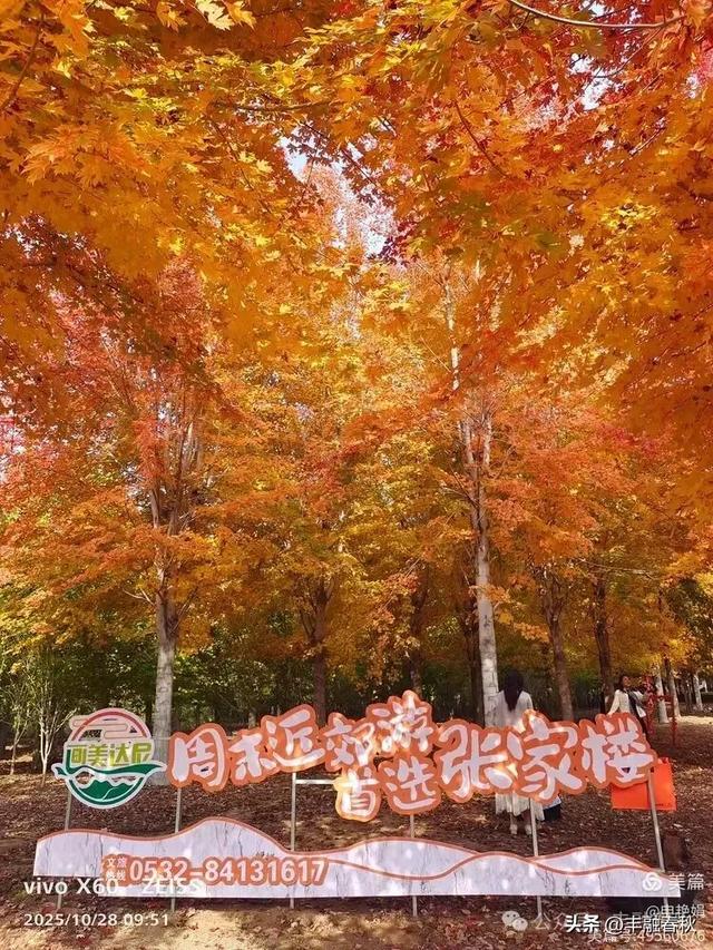 丹枫映秋,枫彩满楼|申艳娟