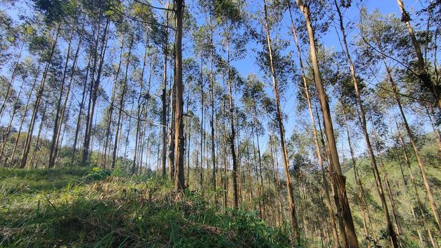 日本和美国早已禁种，那中国为何依然大力种植？背后的原因不简单