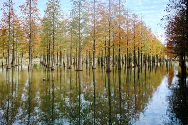 宿迁泗洪洪泽湖湿地，芦苇遍布，环境优美，一幅被秋天浸染的画卷