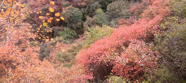 骊山红叶似火 车辆行人如织