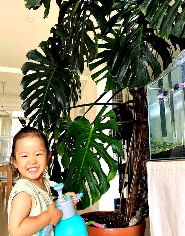河北一户人家，因“龟背竹客厅”而走红，真壮观，妥妥的视觉盛宴