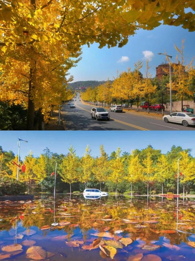 【雄奇山水 冬韵武隆】彩叶织锦·山野层林映画