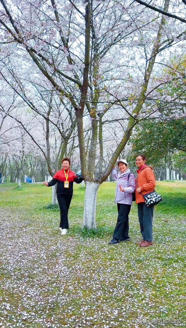 四川熊猫专列抵达黄石!要去这些地方