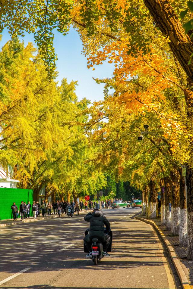北京最被低估的赏秋地，一定是庄重又典雅清华大学