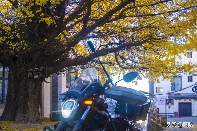 崇圣寺隔壁也有古银杏,就在三文笔村,长势更加风华正茂