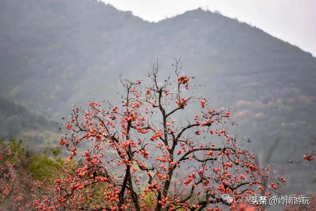 西安周边2小时行程内，免费摘柿子拍照打卡之地推荐！