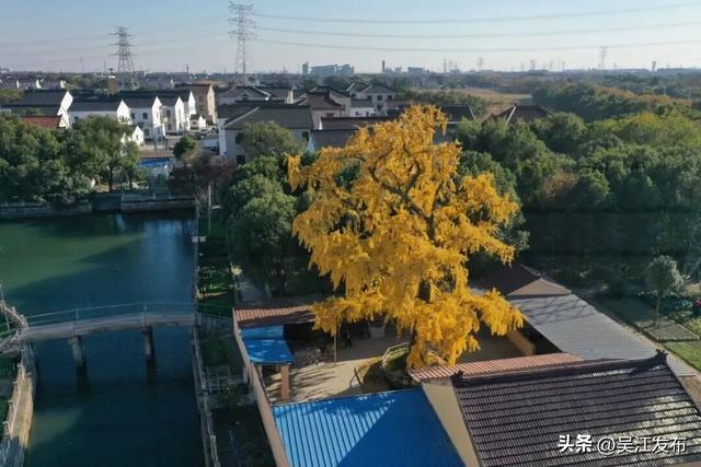 周末去打卡丨“杏”会！颜值高峰来了！