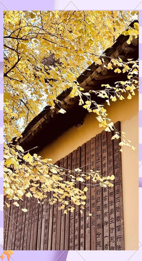 藏在秦岭天子峪里的低调古刹，1700年银杏为伴无商业化知道在哪吗