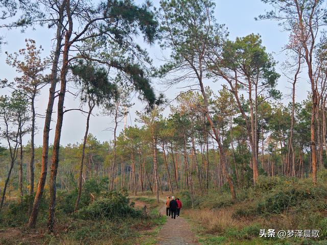 应城：有名店林场林荫步道 让你邂逅四季生态画卷