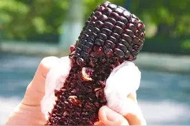 白玉米、黄玉米、黑玉米，到底哪种玉米最好？如何选择在这里图片