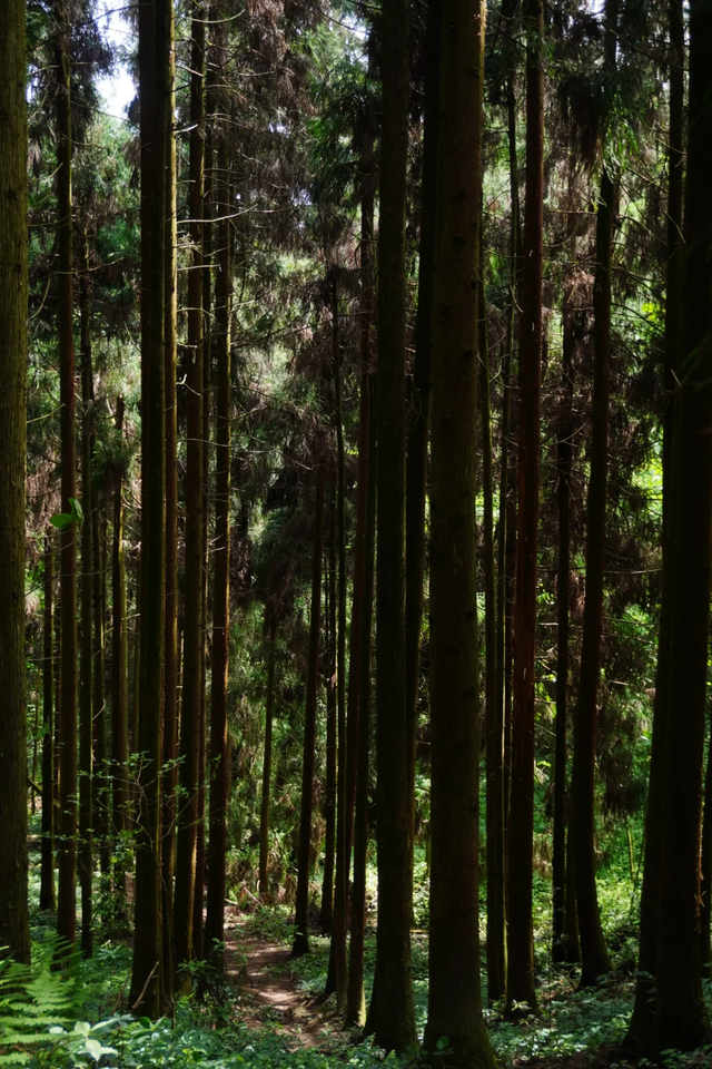 成都1.5小时可达的野山，斗底山徒步真的很酸爽！