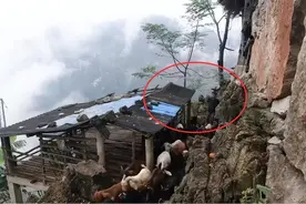 贵州小伙独居悬崖13年，靠放羊年入十几万，为啥选择在悬崖上放羊图片