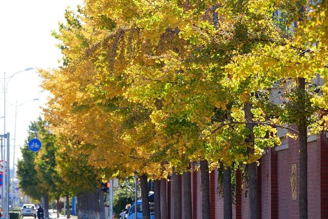 立冬时节，来顺义赴一场银杏之约