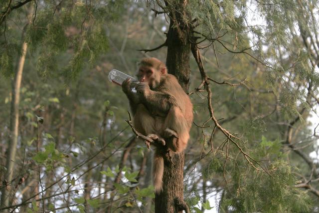 黔灵山的猴子真的会拧开瓶盖喝水