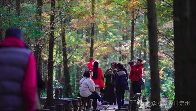 速来→崇州正上演初冬金色浪漫大片！