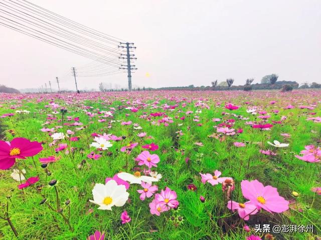 20亩花海，增添邳州暖意