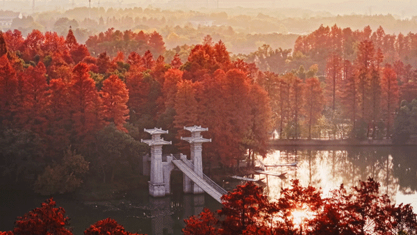 沙漠踏雪，只在武汉，最佳观赏期到了！