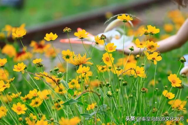 今年暑期，秦皇岛文旅热度攀升，持续“霸榜”！一起回顾秦皇岛夏日记忆~