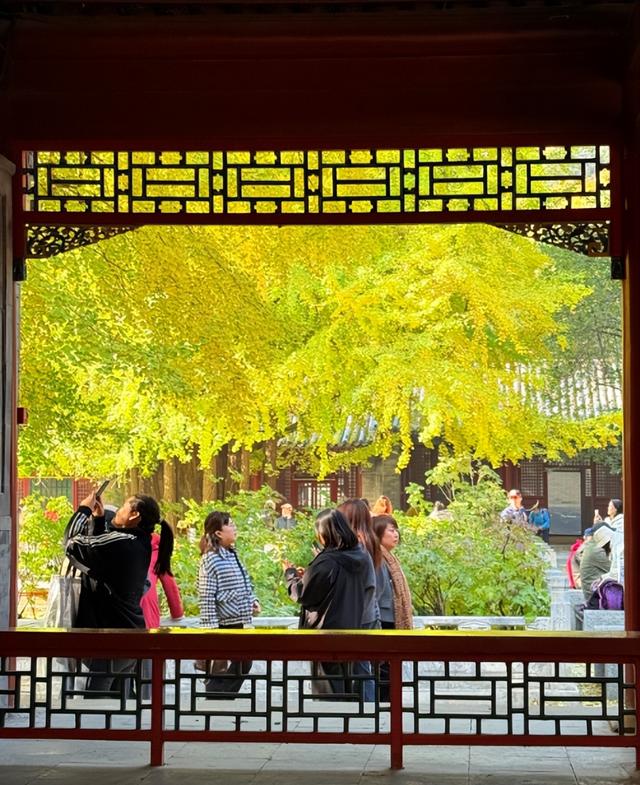 今日实况奉上！门头沟这片金黄！！！