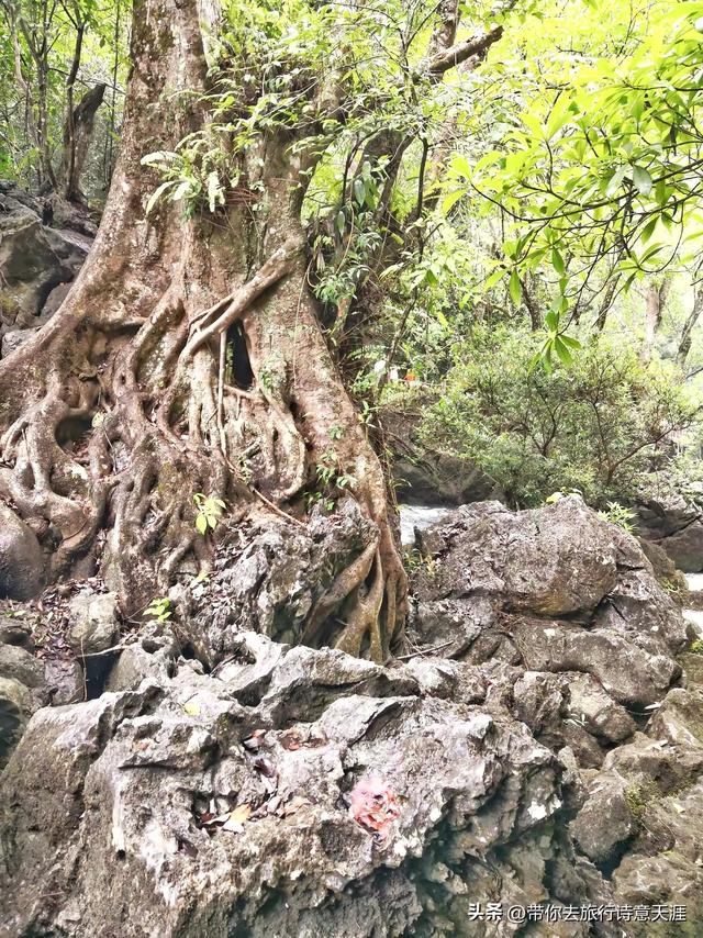 小七孔景区的瀑布和水石森林