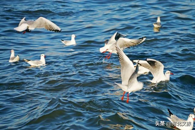 向海而歌,来秦皇岛凭依栈道、看海听涛,与海浪鸥鸟美好时光!