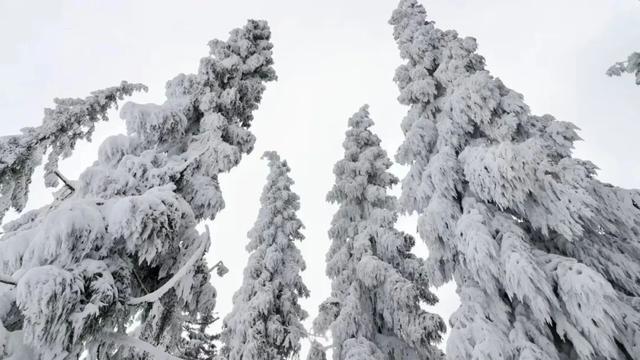 热“雪”以待！坪坝营嬉雪乐园抢先剧透​