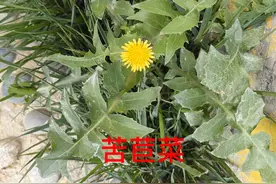 人们称为“苦菜”的植物有哪些图片