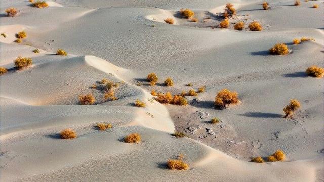出片率100%！赴一场沙漠胡杨的金色之约
