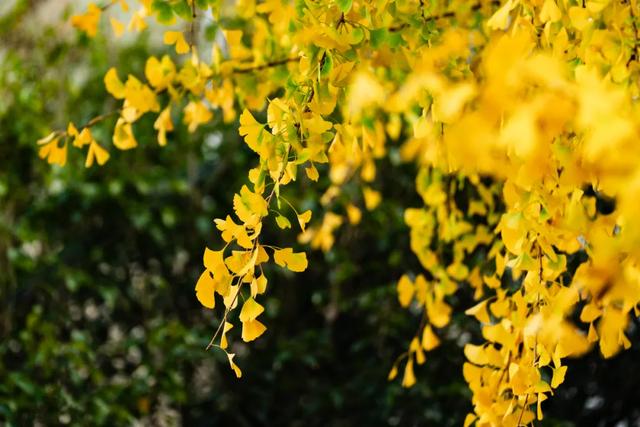 连城超美银杏快来打卡，错过等一年